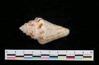 藏品(蜘蛛螺)的圖片